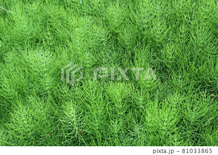 スギナの群生 81033865