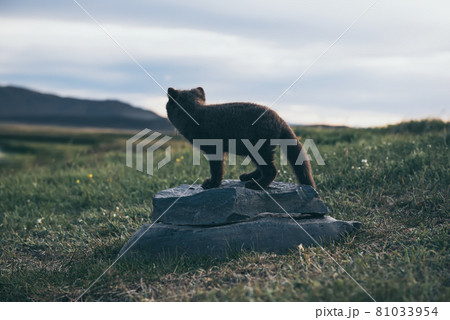 Arctic fox cub Arctic fox cub 81033954