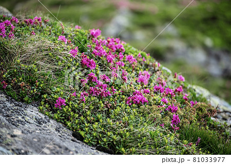 Rhododendron flowers in nature Rhododendron flowers in nature 81033977