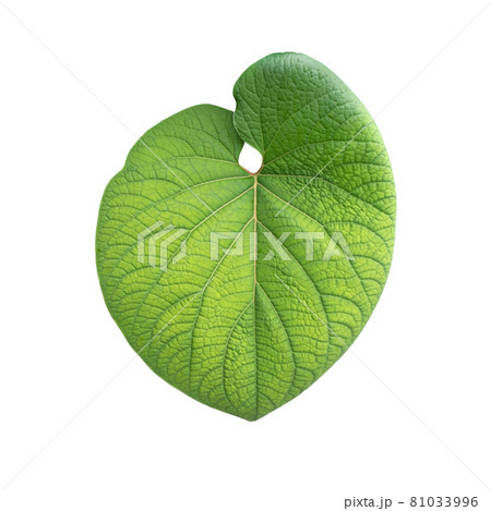 Heart shaped green tree leaf isolated on white 81033996