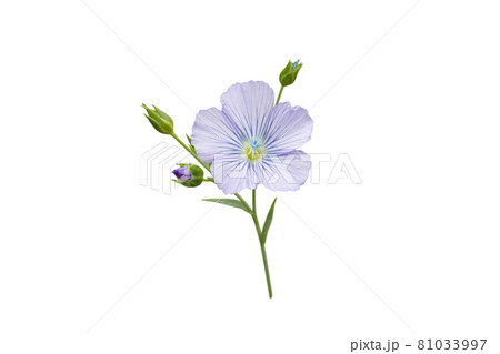 Flax or linseed flower and buds branch isolated on white 81033997