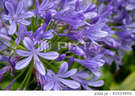 Lily of the Nile or African lily or Agapanthus blue flowers closeup 81034004