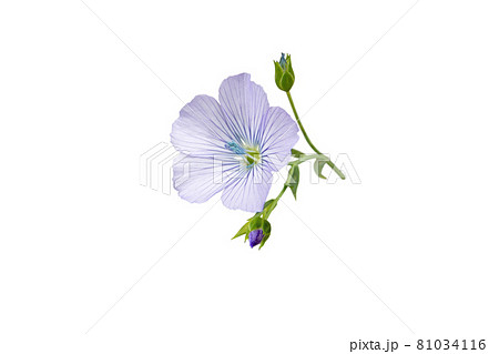 Linseed or flax flower and buds branch isolated on white 81034116