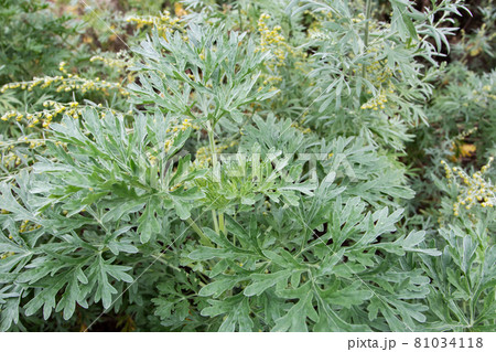 Artemisia absinthium or wormwood flowering plant 81034118