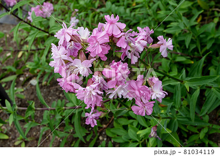 Common soapwort or Saponaria officinalis plant with pale pink flowers 81034119