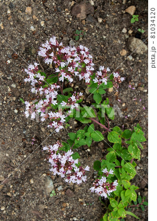 Oregano or origanum vulgare or wild marjoram purple flowers. 81034120