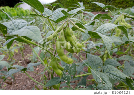 Soybean or soya bean or glycine max plantation. 81034122