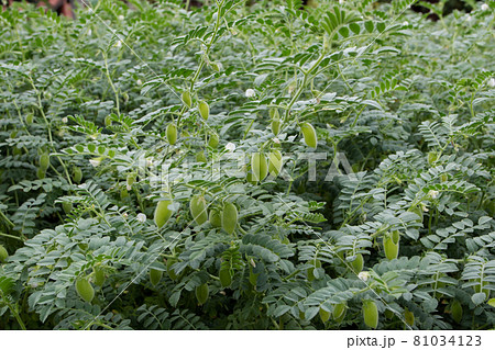 Chickpea or chick pea or Cicer arietinum plants at the field 81034123