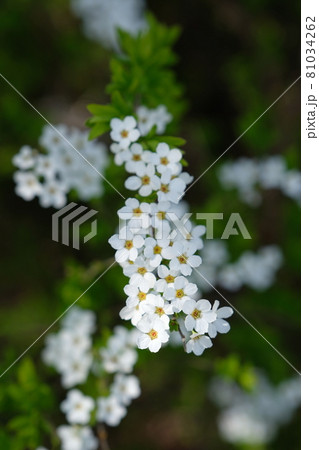 春の訪れを告げるユキヤナギ 81034262