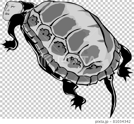 浮世絵 かめ その5 浮世絵 かめ その5 81034342