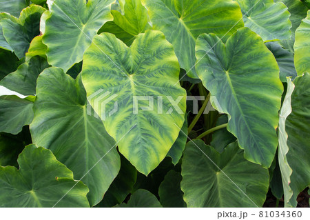 Colocasia esculenta or taro or kalo tropical edible plant leaves 81034360