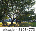 朝の公園 81034773