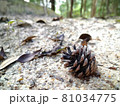 山の中で見つけた松ぼっくり 81034775