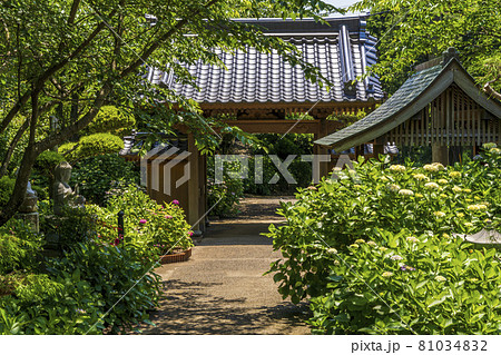 紫陽花　テキストスペース　山口県　向徳寺 81034832
