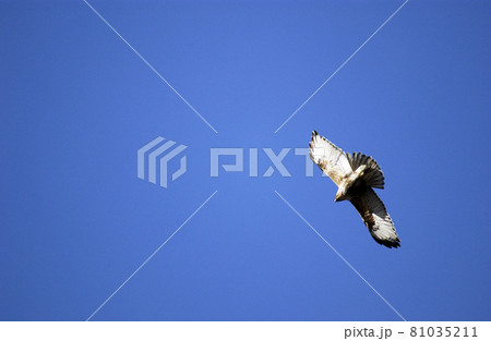 里山の生きもの　青空に舞うノスリ　宮城県七ツ森 81035211