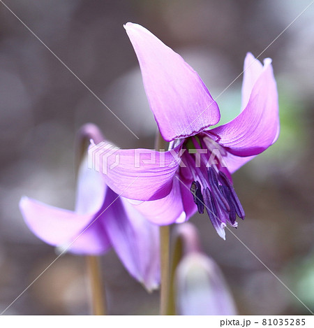 里山の妖精 里山の妖精 81035285