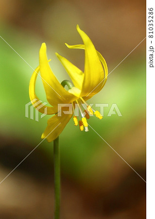 里山の妖精 81035286