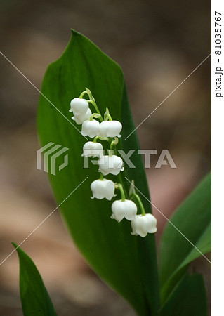 ベル型の花が下向きに咲くの写真素材