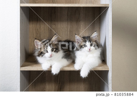カラーボックスに入ったノルウェージャンフォレストキャットの2匹の子猫 81035884