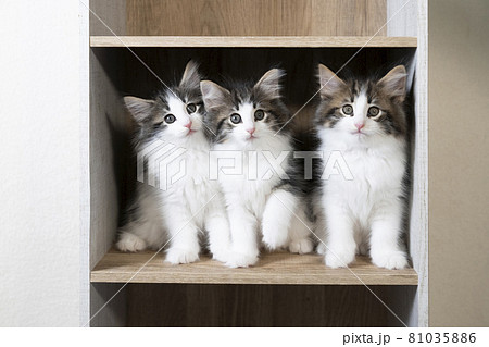 カラーボックスに入ったノルウェージャンフォレストキャットの3匹の子猫 81035886