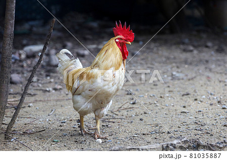 White Betong Chickken in dry garden 81035887