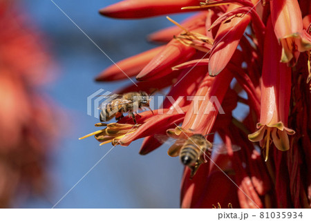 Barbadensis Aloe Vera Flower In Bloom with Bees sucking the nectar and pollinating 81035934