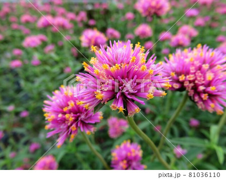 ゴンフレナ 81036110