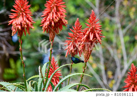 Blooming aloe vera with a Palestinian nectary bird. 81036111