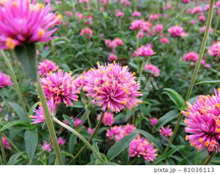 ゴンフレナ 81036113