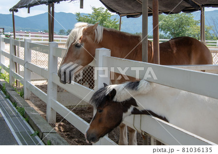 蒜山ホースパークのえさやり体験の餌を今か今かと待つ馬たち 81036135