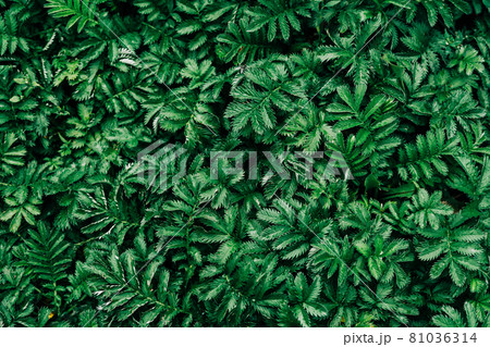 Dark green leaves pattern background, Natural background and wallpaper. Black tropical abstract green grass texture. Ornamental plant in the garden. Eco wall. Organic natural background. Dark green leaves pattern background, Natural background and wallpaper. Black tropical abstract green grass texture. Ornamental plant in the garden. Eco wall. Organic natural background. 81036314