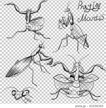 set of outline mantis insect sketches on white 81036383