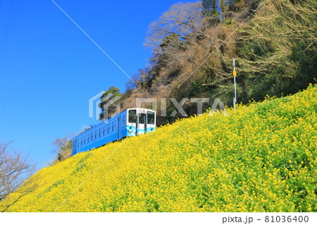 【愛媛県】快晴下の閏住の菜の花畑と列車 81036400