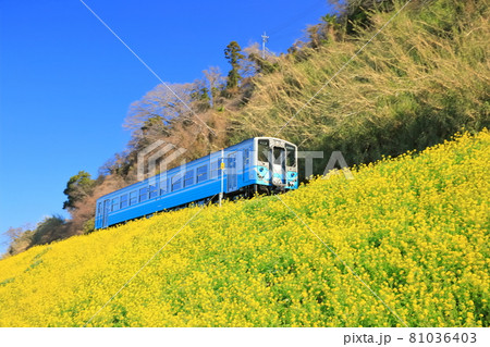 【愛媛県】快晴下の閏住の菜の花畑と列車 81036403