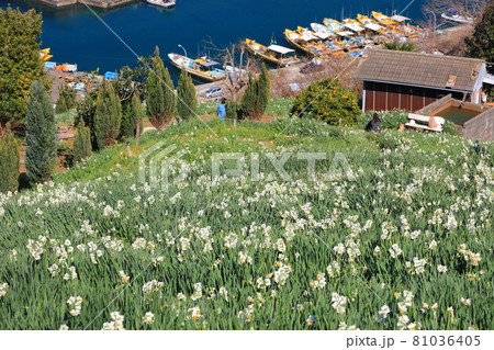 【愛媛県】日本水仙花開道 81036405