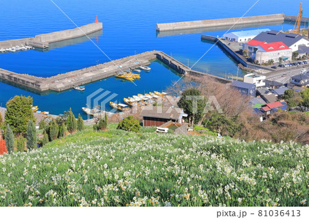 【愛媛県】日本水仙花開道 81036413