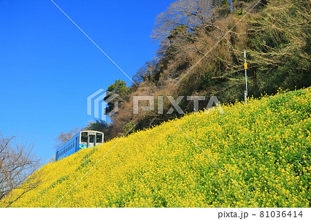 【愛媛県】快晴下の閏住の菜の花畑と列車 【愛媛県】快晴下の閏住の菜の花畑と列車 81036414