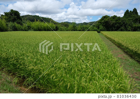 田舎の田んぼの風景　水田　稲イメージ写真素材 81036430
