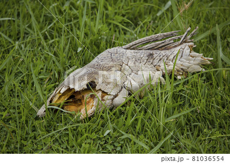 Orinoco sailfin catfish is a type of freshwater fish. dead on the lawn Orinoco sailfin catfish is a type of freshwater fish. dead on the lawn 81036554