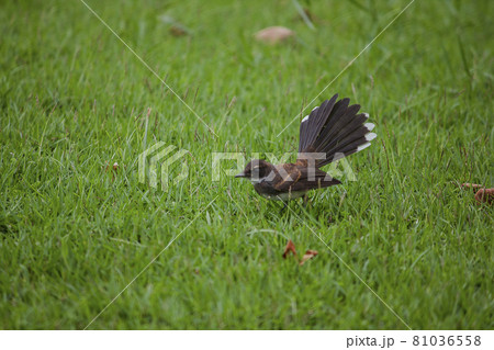 The Oriental Magpie is an insectivorous bird. not very large Lives on the lawn, likes to find insects and caterpillars on the ground. and eat the nectar of flowers The Oriental Magpie is an insectivorous bird. not very large Lives on the lawn, likes to find insects and caterpillars on the ground. and eat the nectar of flowers 81036558