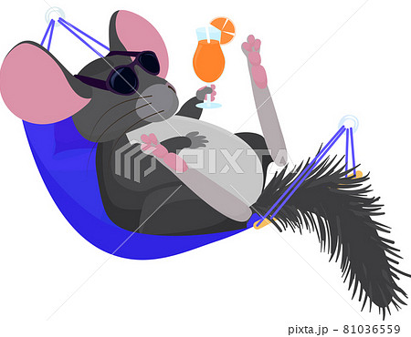 chinchilla relaxed in hammock  isoded on white 81036559