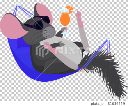 chinchilla relaxed in hammock  isoded on white 81036559