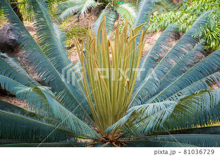 Garden cycad leaf arrangement for a green background pattern 81036729