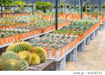 Cactus displayed in the garden of many colors 81036735