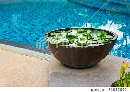 Lotus planting basin in the garden of the hotel 81036846