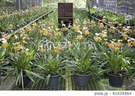 Paphiopedilum villosum for show in the garden Paphiopedilum villosum for show in the garden 81036864