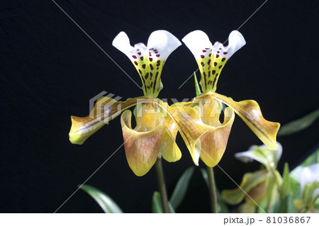 Paphiopedilum villosum for show in the garden 81036867
