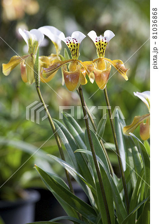 Paphiopedilum villosum for show in the garden Paphiopedilum villosum for show in the garden 81036868