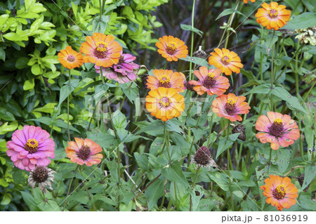 Magnoliopsida flowers in the garden plot 81036919