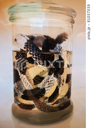 Biological A laboratory specimen of a snake...の写真素材 [81037039] - PIXTA